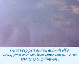 Try to keep pets and all animals off & away from your car, their claws can put some scratches on paintwork.